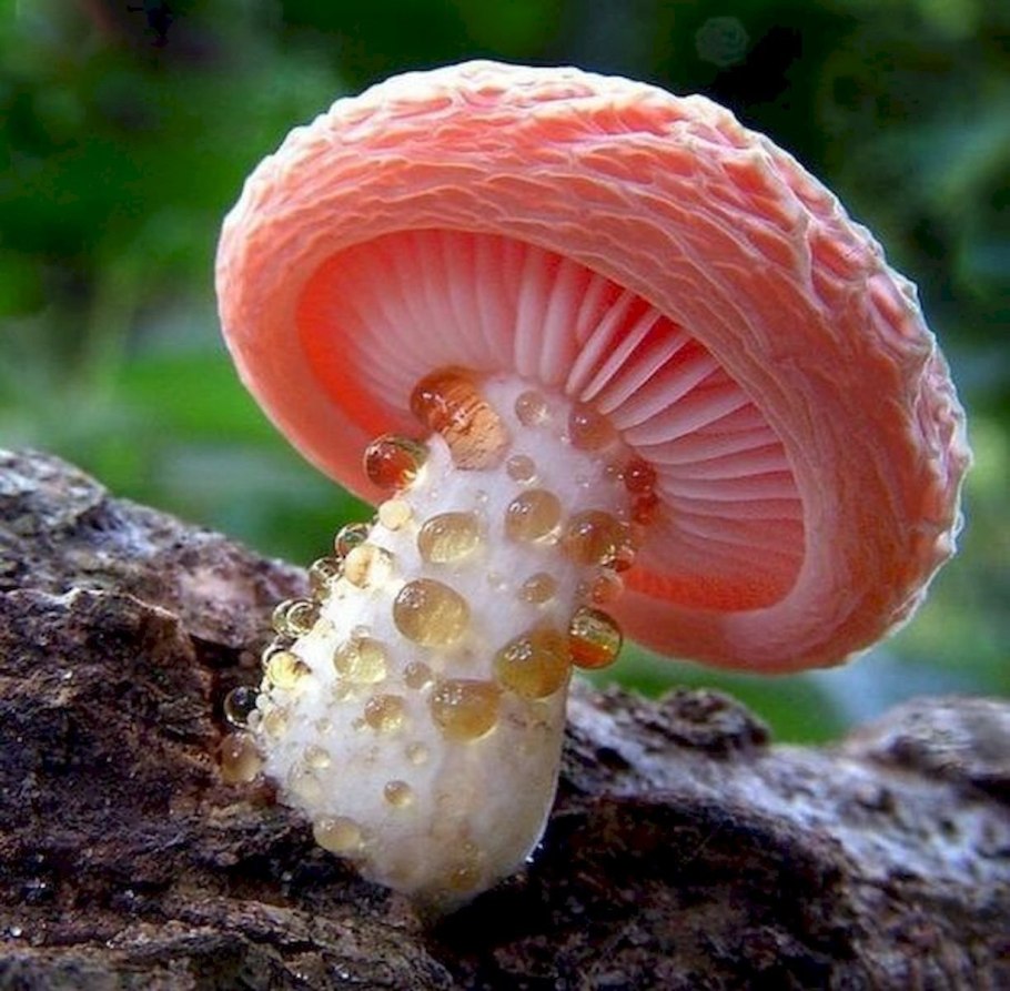 Гриб Родотус дланевидный