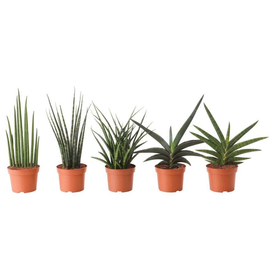 Sansevieria в горшках