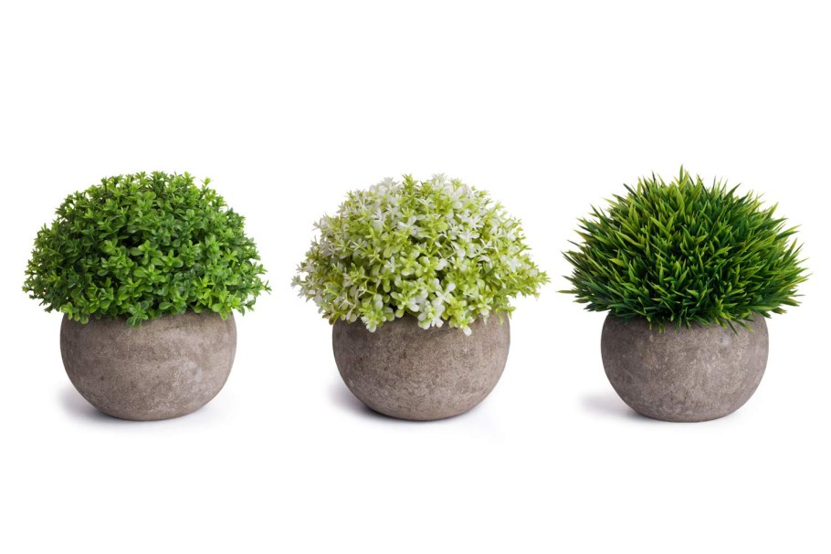 Декоративное растение в горшке