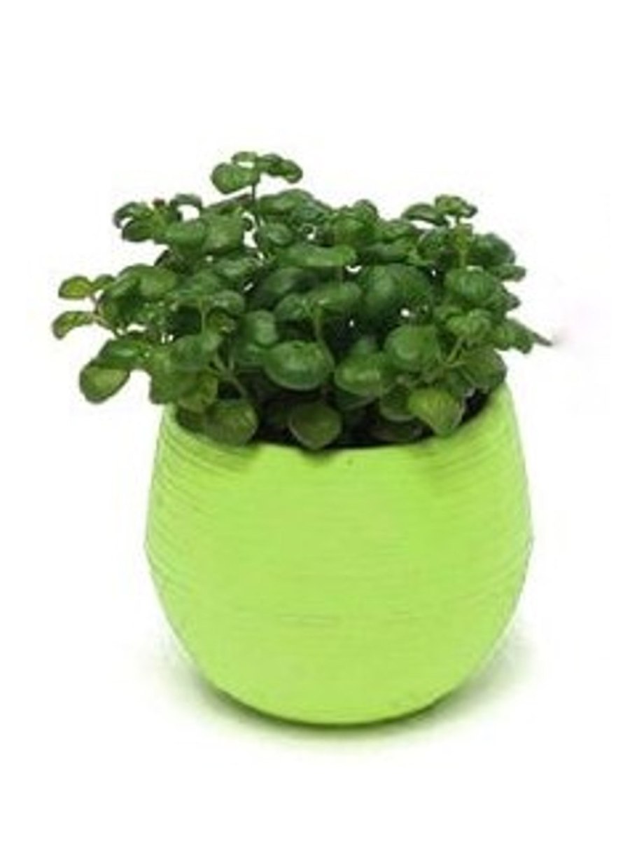 Цветы в горшках