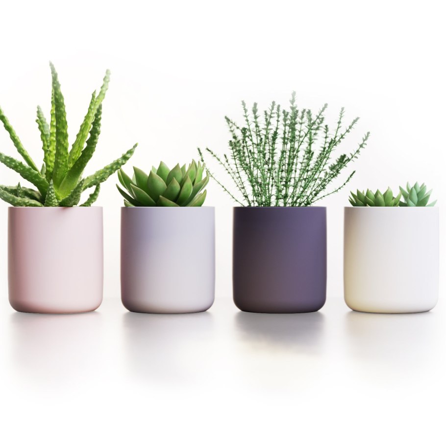 Суккуленты в лечузе