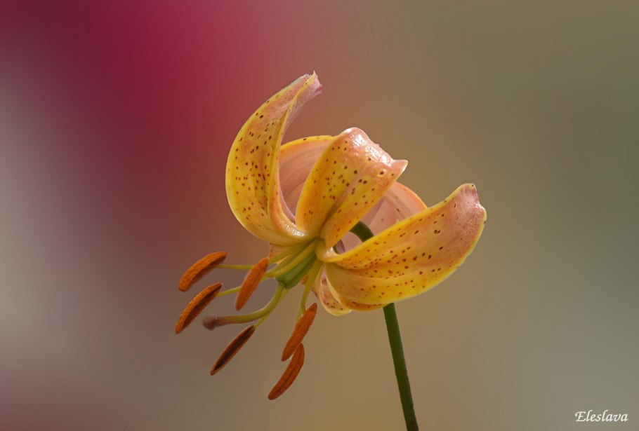 Martagon Lily, common Turk's cap Lily
