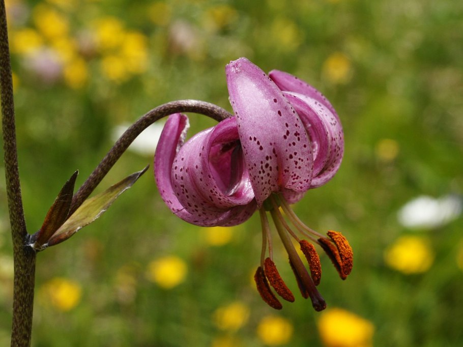 Лилия tigrinum splendens