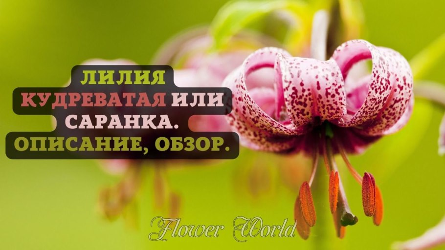 Луковица лилии корни