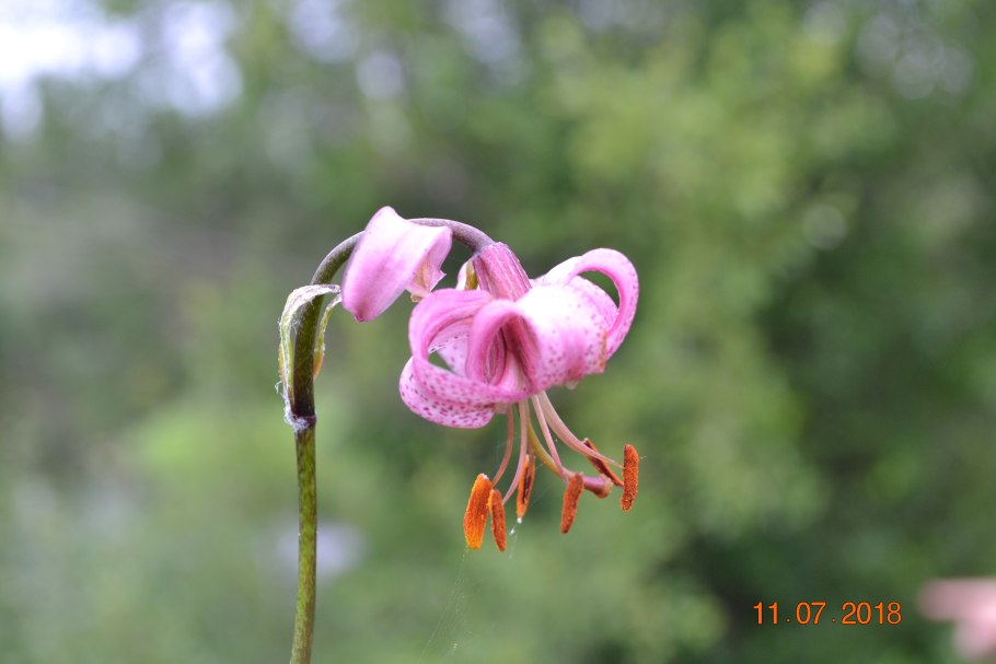 Lilium martagon Roses