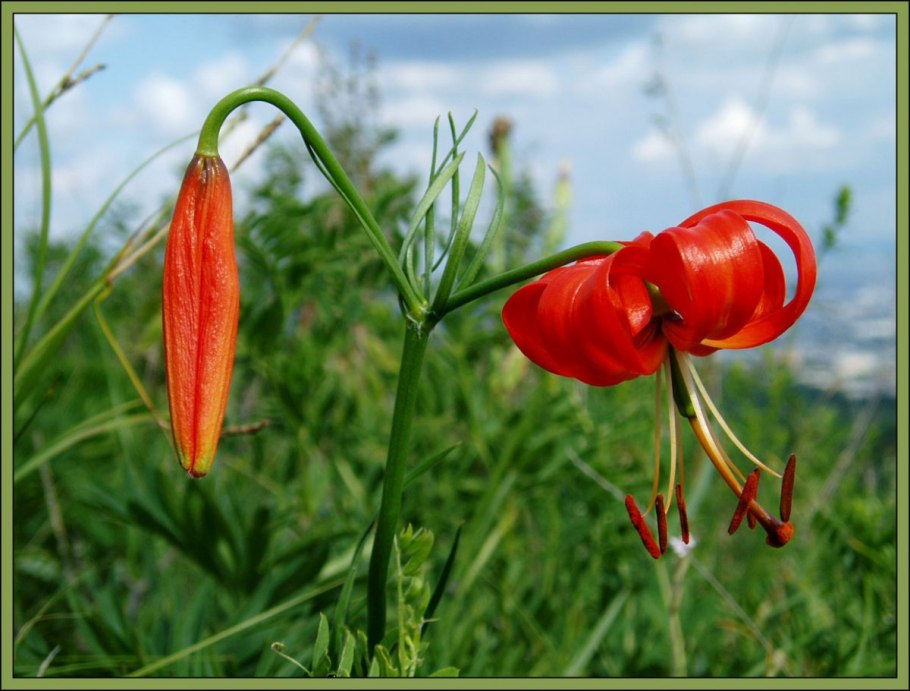 Lilium martagon — Лилия саранка