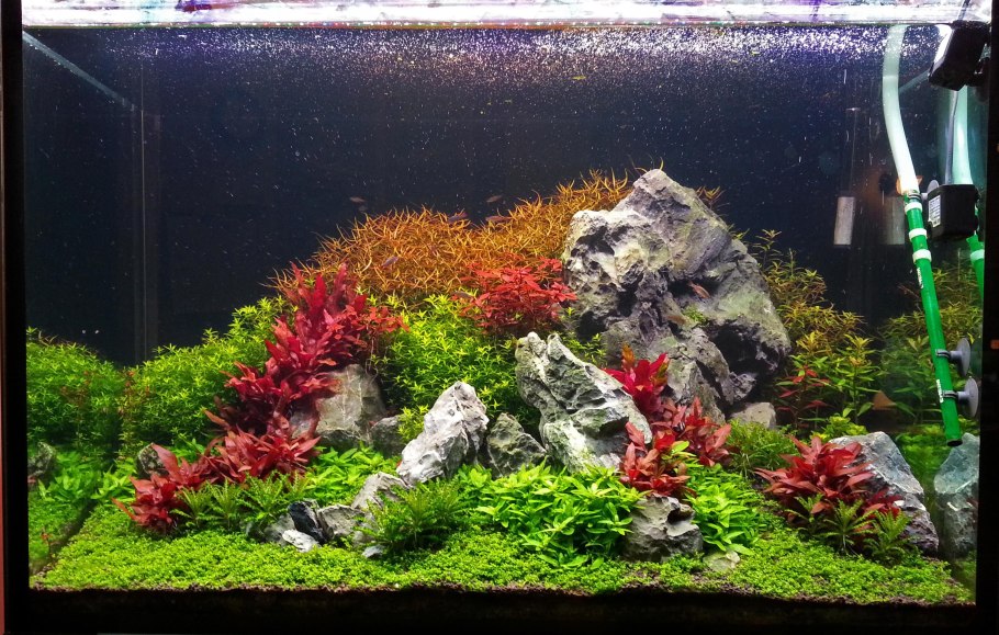 Акваскейп Ротала