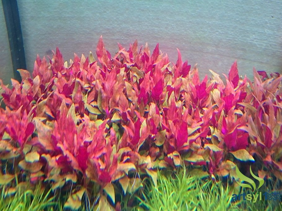 Альтернантера Рейнеке