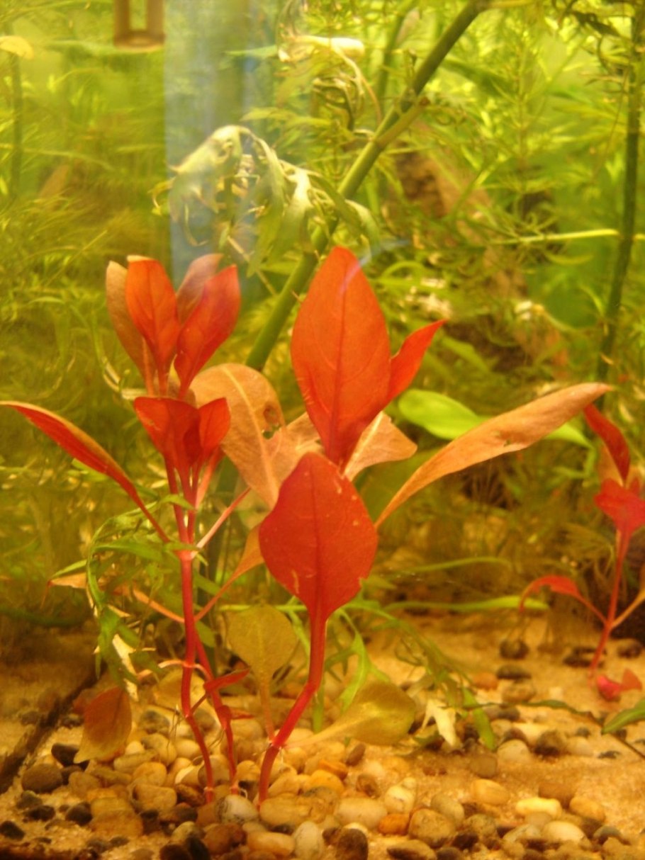 Альтернантера Лилацина Alternanthera reineckii "lilacina"