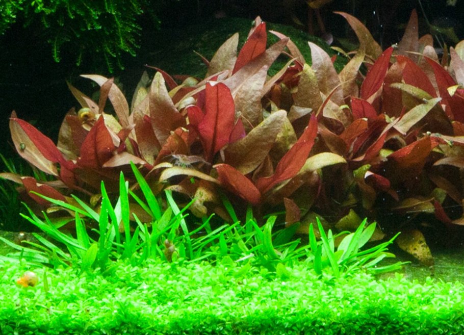 Людвигия Рубин аквариумное