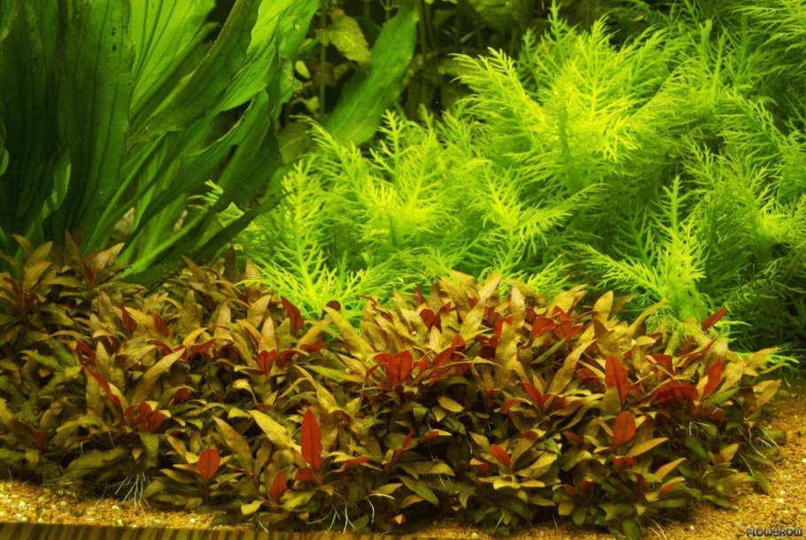 Альтернантера Рейнека лиловая