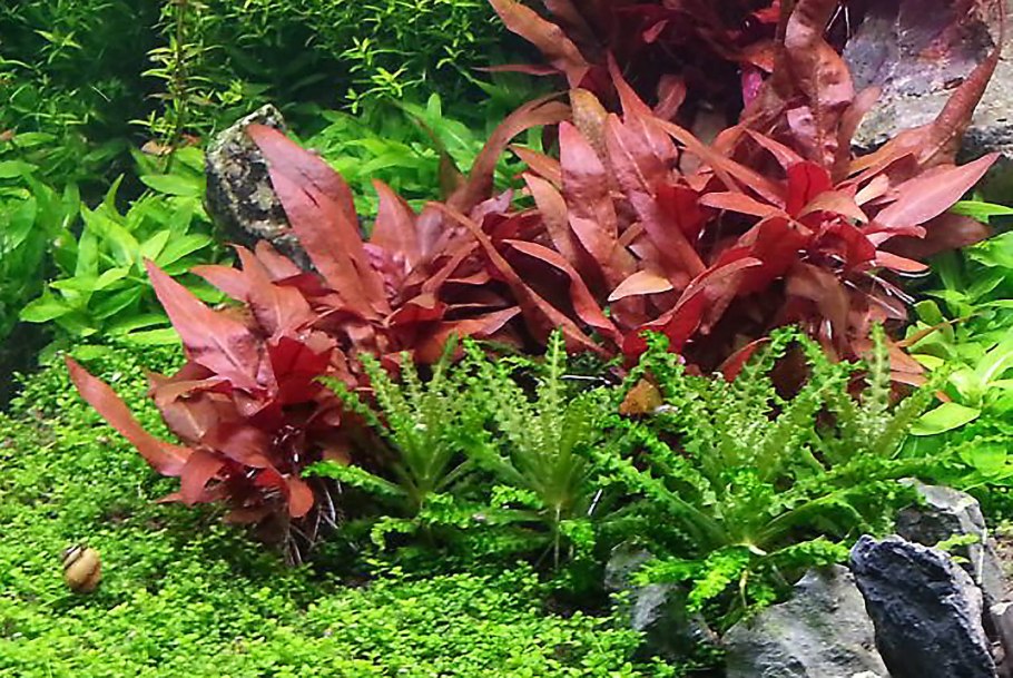 Альтернантера Рейнека