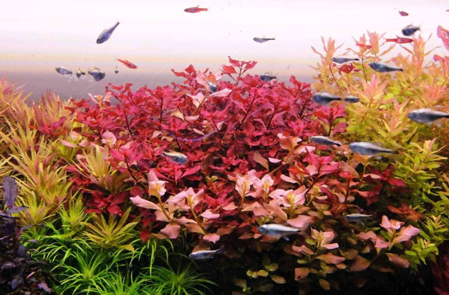 Альтернантера сплиндида