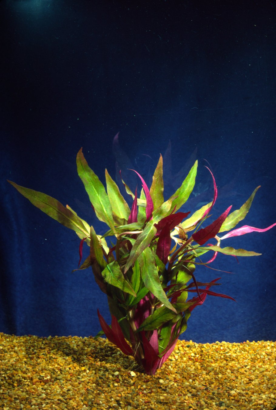 Альтернантера Рейнека