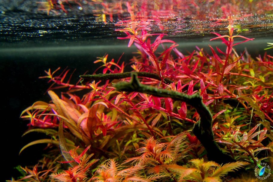 Альтернантера бетзикиана