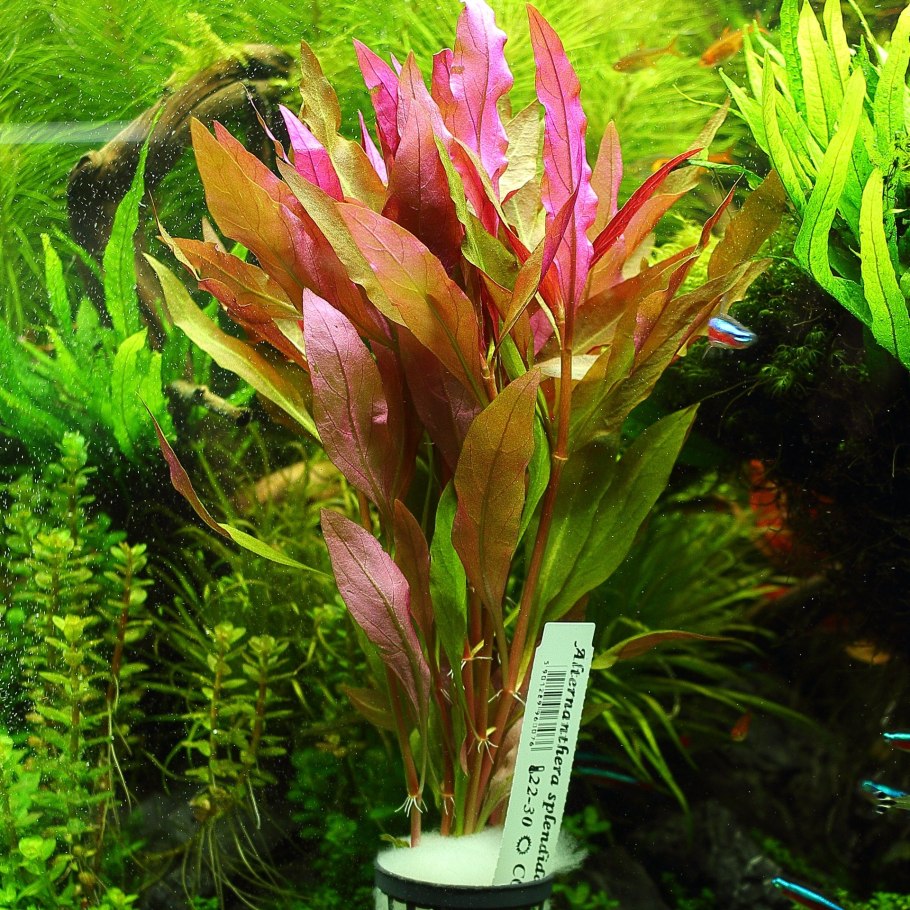 Альтернантера Рейнека мини