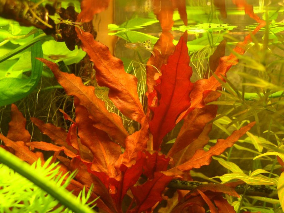 Scarlet Temple (Alternanthera reineckii)