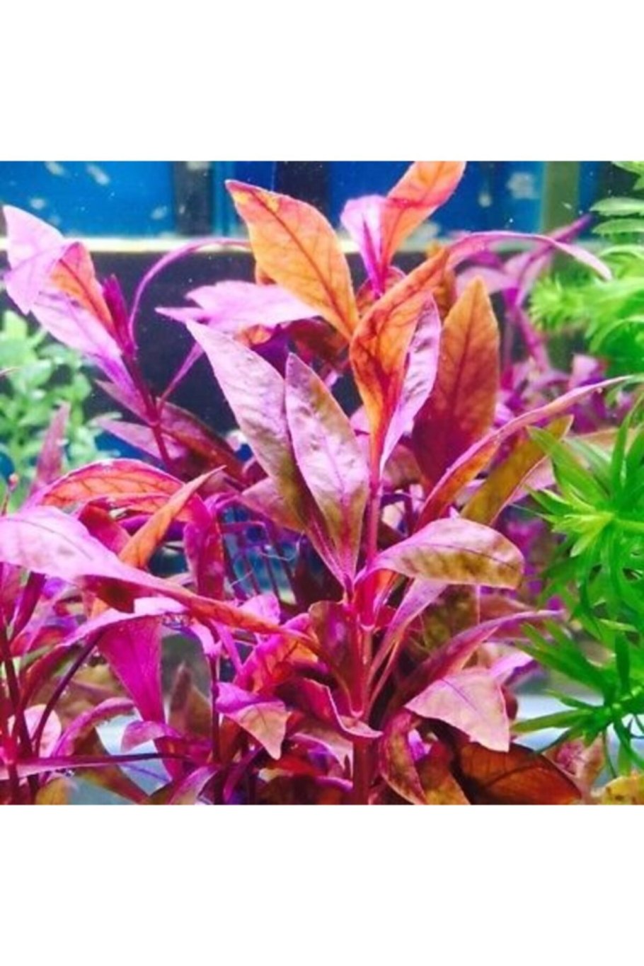 Альтернантера блестящая