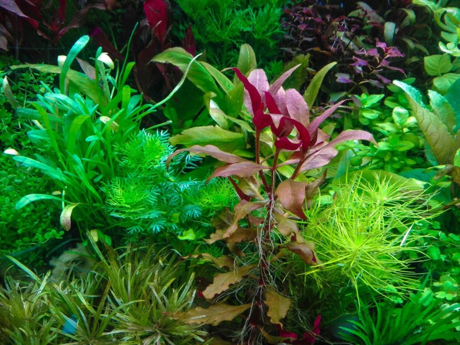 Растения для аквариума живые кустовые