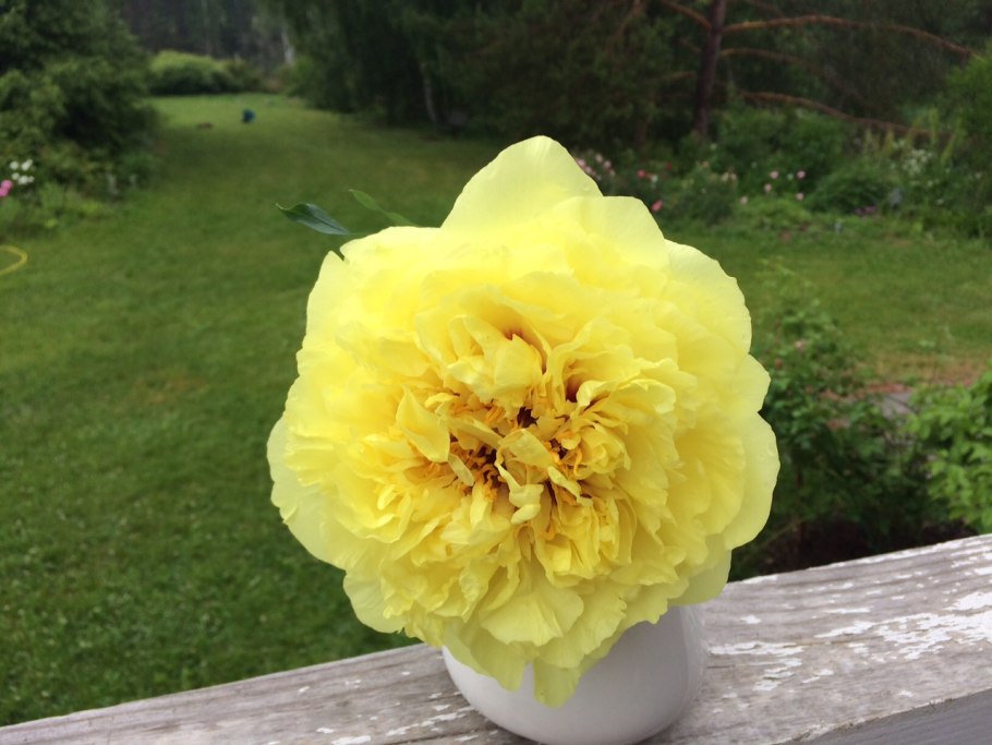 Пион Йеллоу Берд