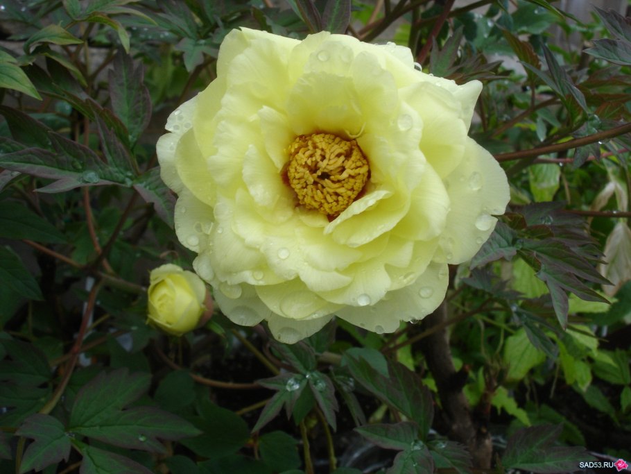 Пион древовидный Золотая россыпь