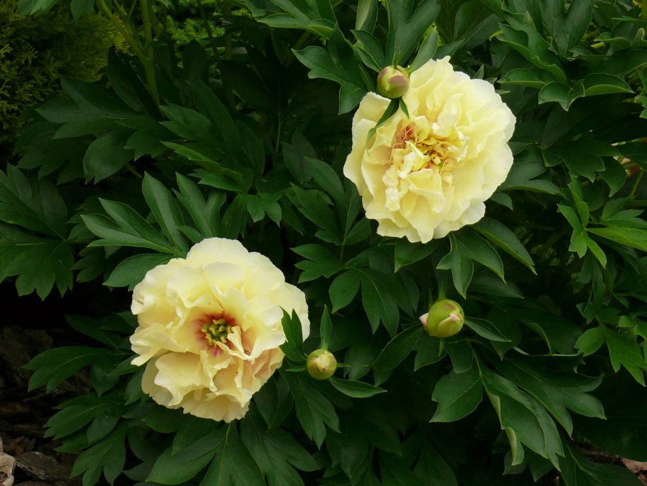 Пион Ито-гибрид Бартзелла