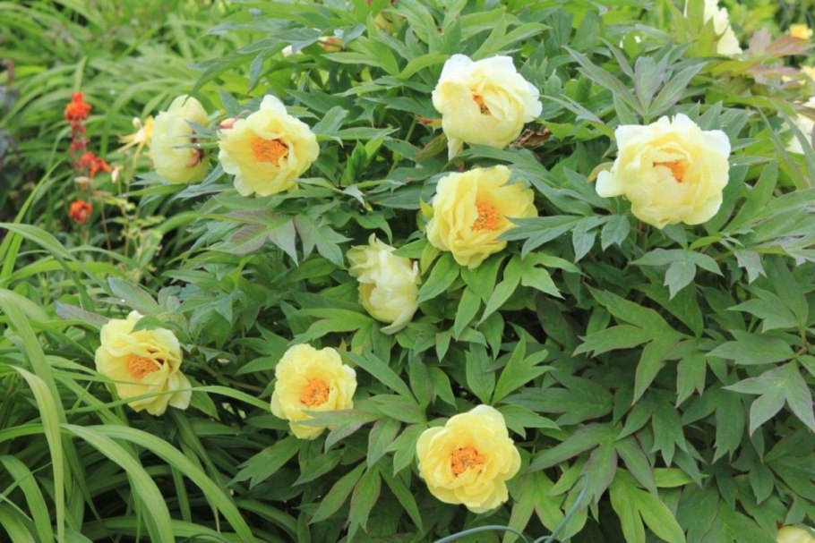 Пион древовидный Йеллоу Кроун