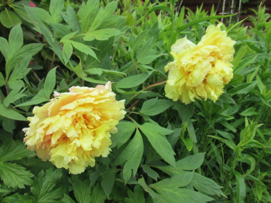 Яо с Йеллоу древовидный пион