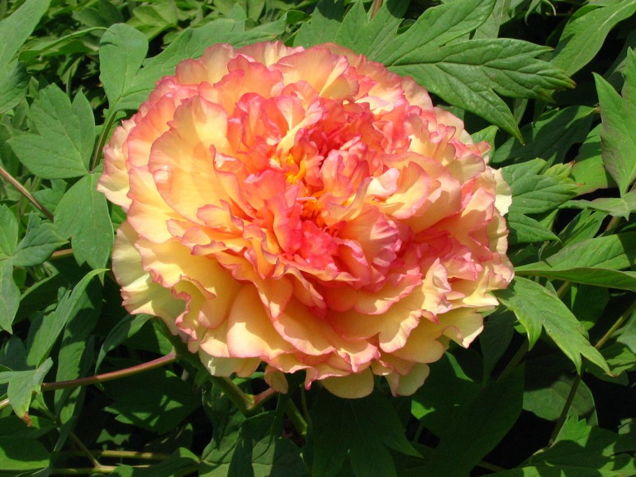 Пион древовидный Воробьевский