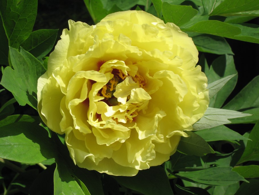 Пион древовидный Хай НУН