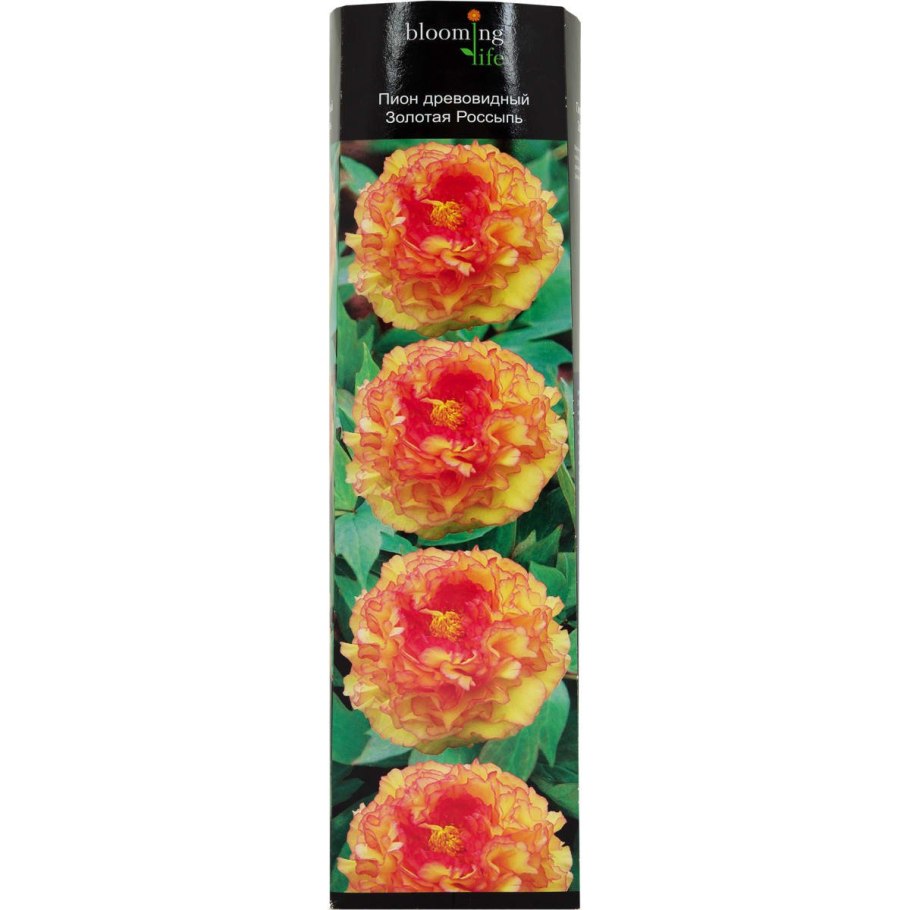 Пион Йеллоу Кроун