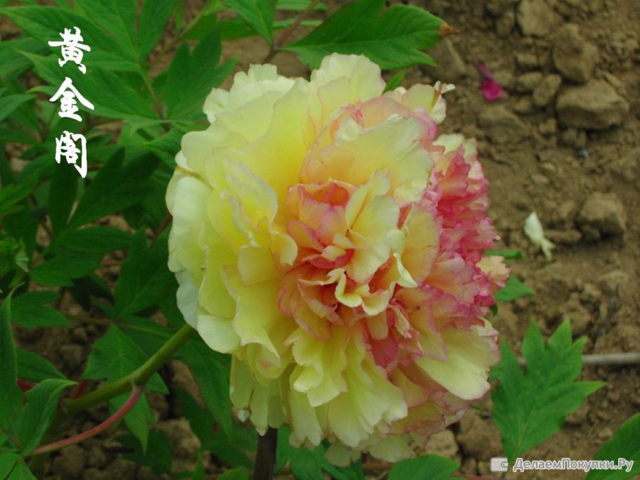 Пион древовидный Золотая россыпь