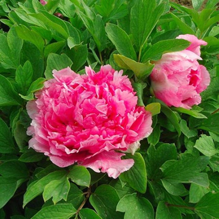 Пион Корал Голд