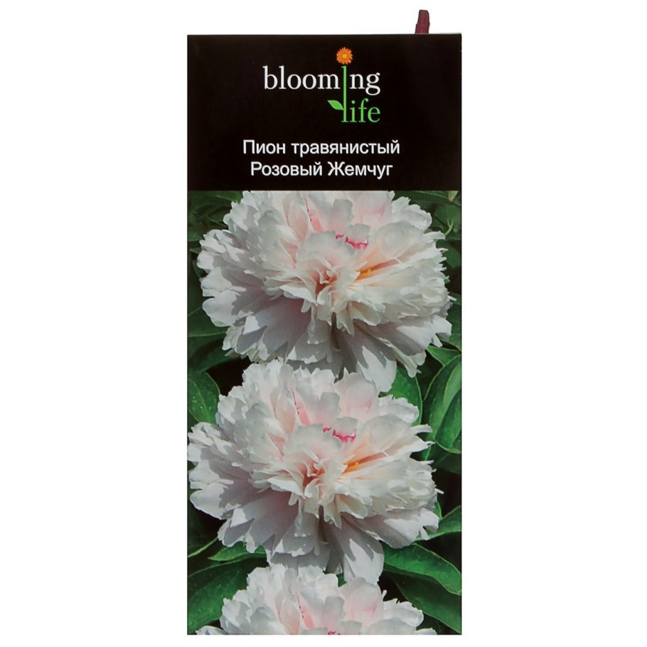 Пион Ито-гибрид Йеллоу Краун