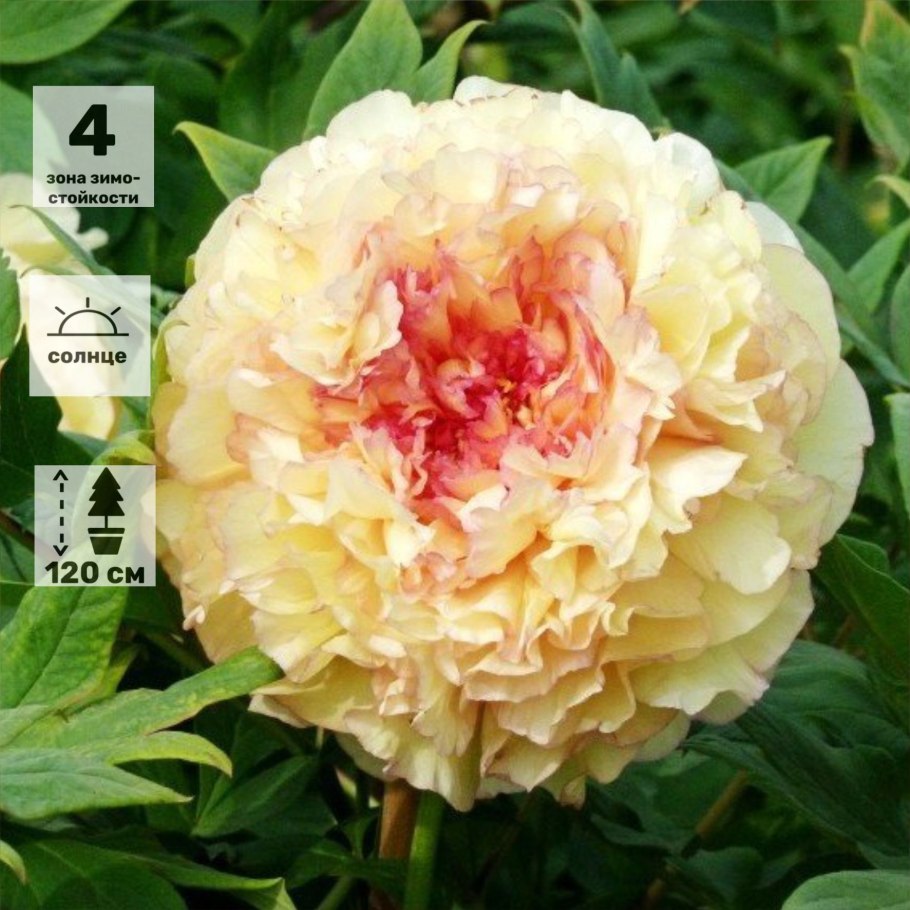 Пион древовидный Кинко