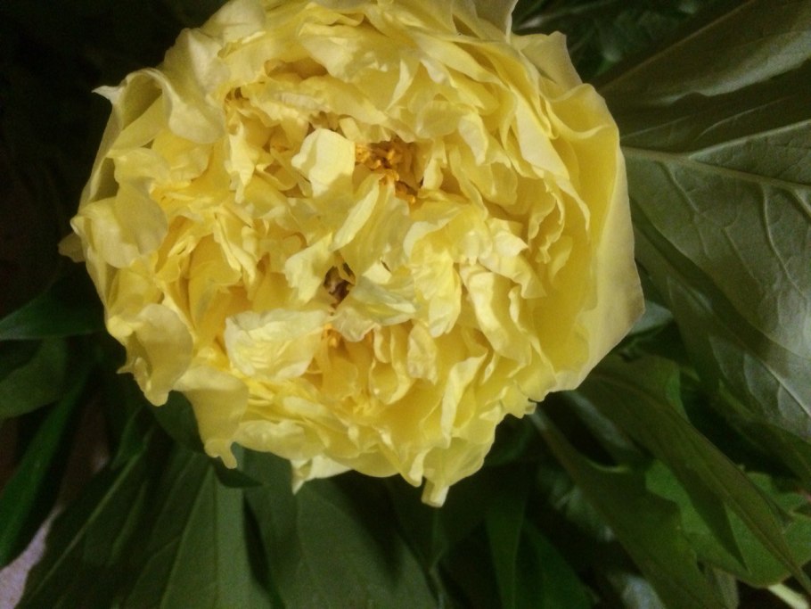 Пион древовидный Яо'с Йеллоу