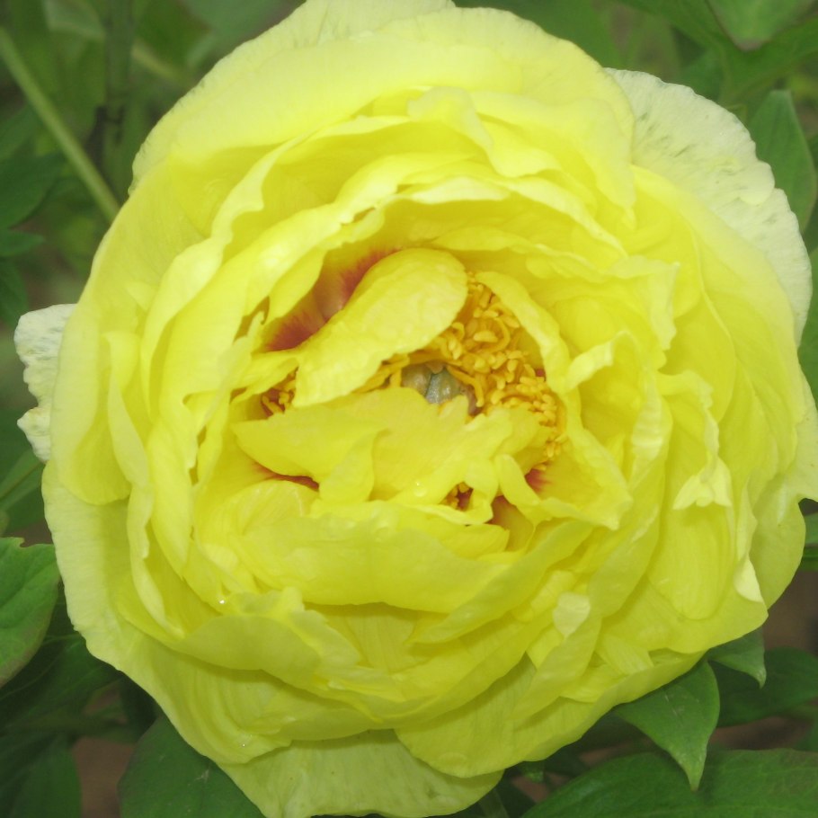 Пион "Йеллоу Краун" (Yellow Crown)