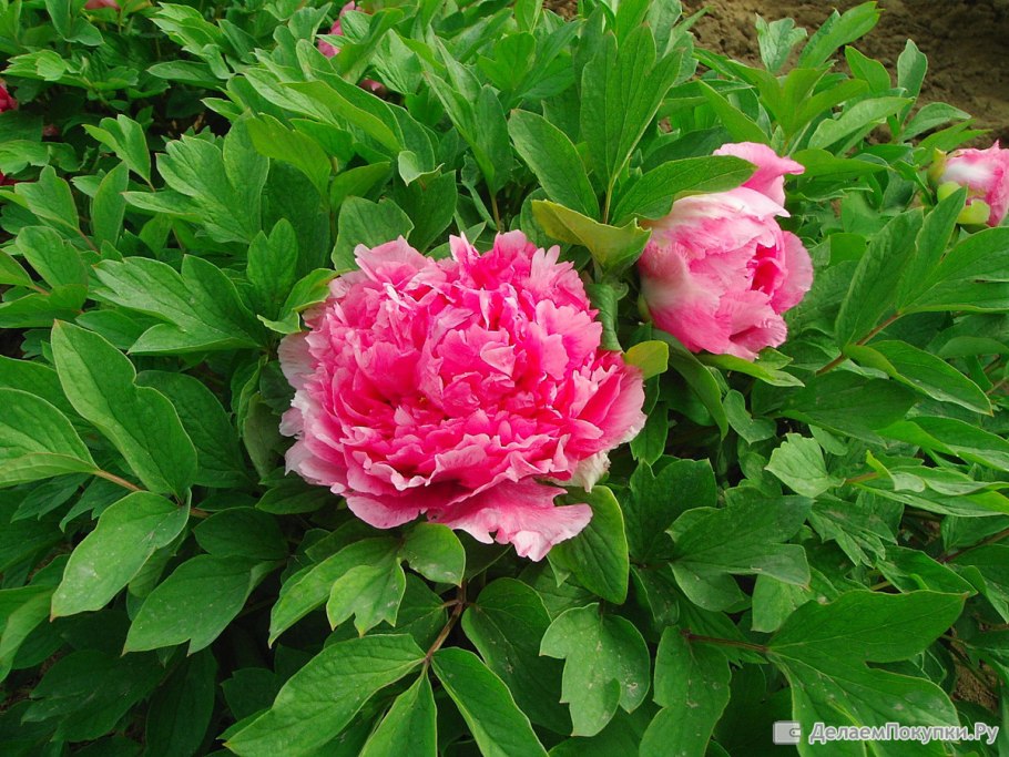 Пион Шима нишики