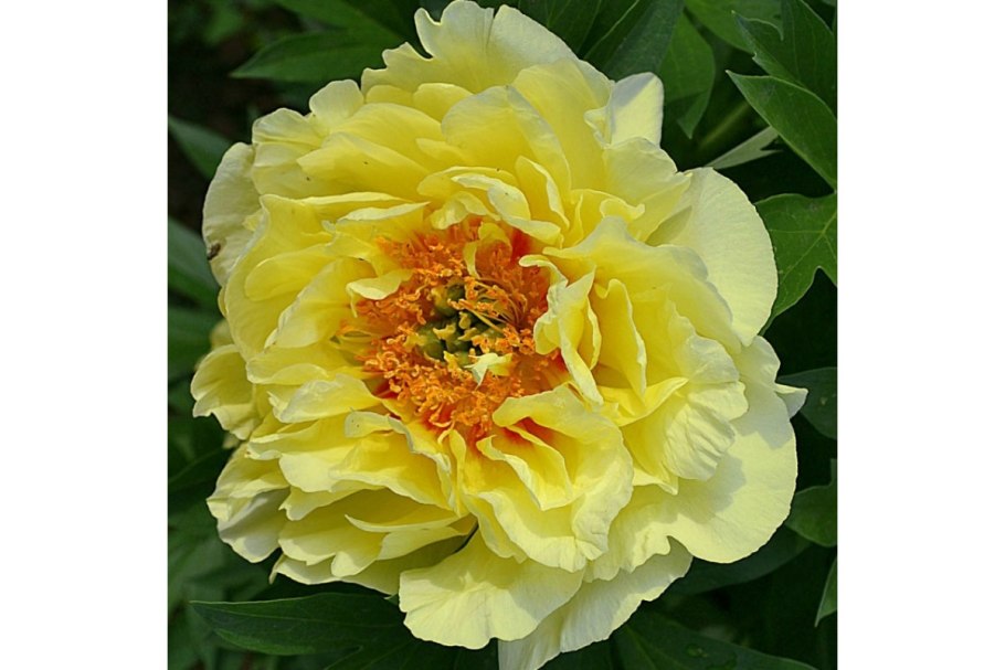 Пион древовидный Кинко