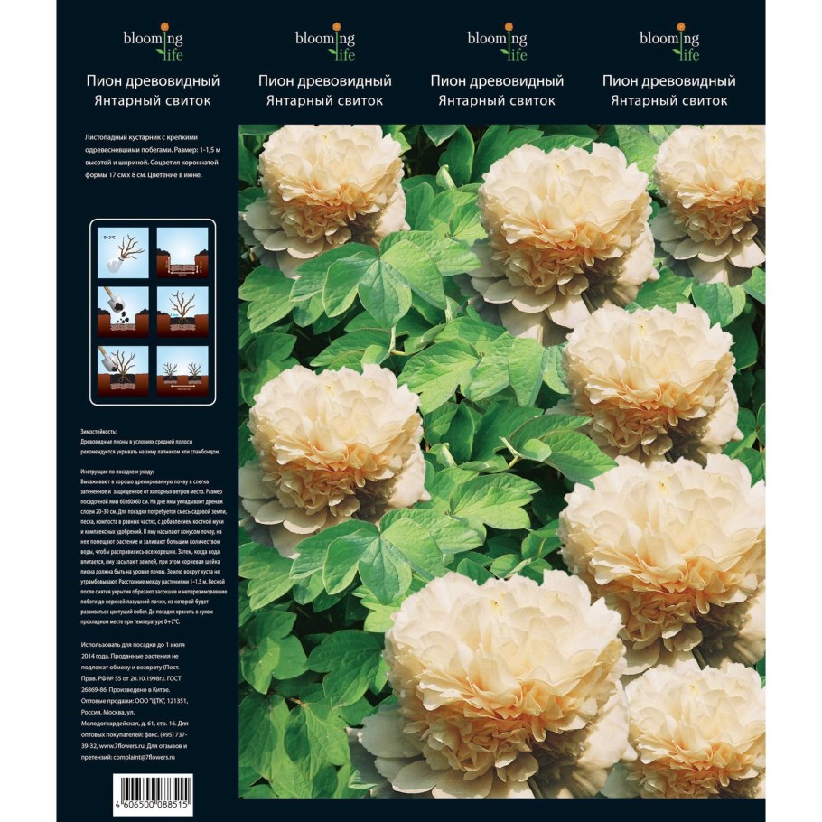 Пион древовидный Кинко