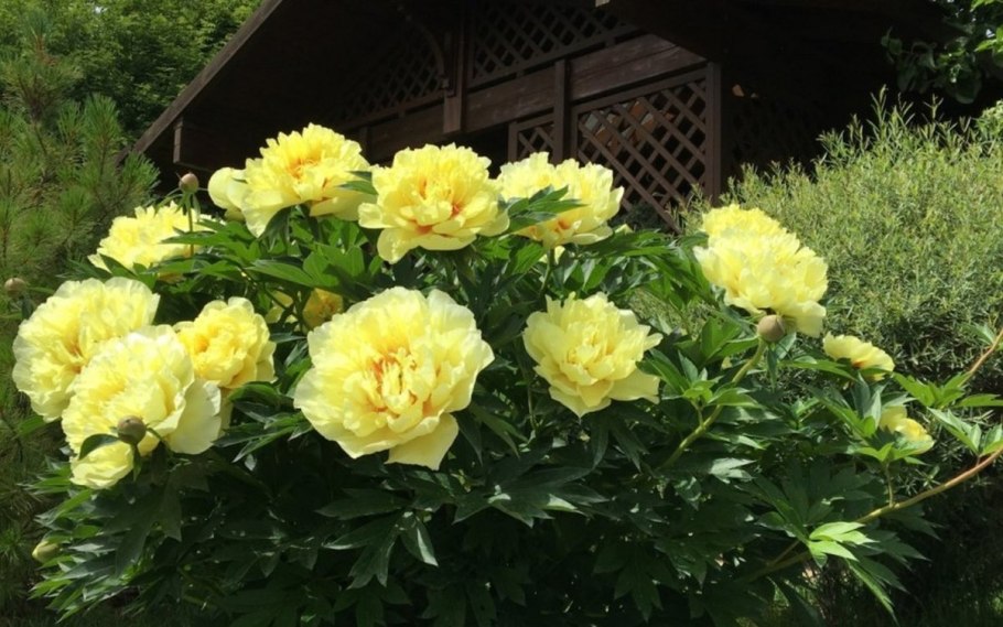 Пион древовидный Шимадайджин