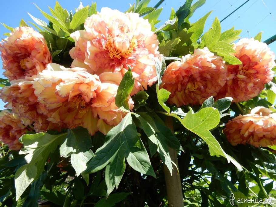 Древовидный пион Конко