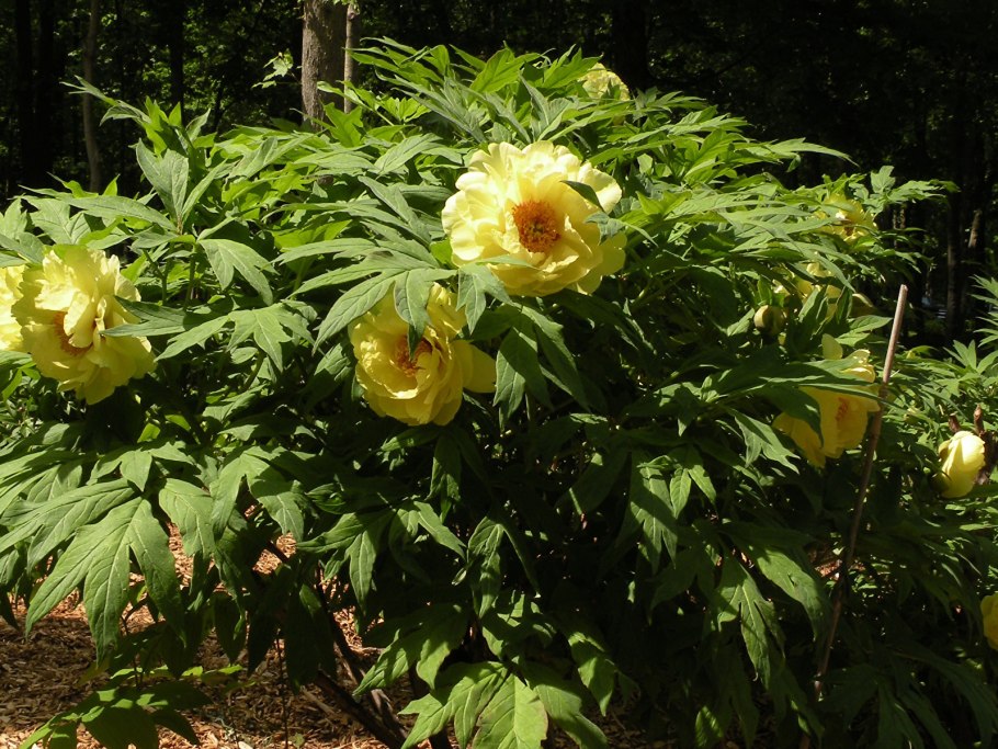 Пион древовидный Хай НУН