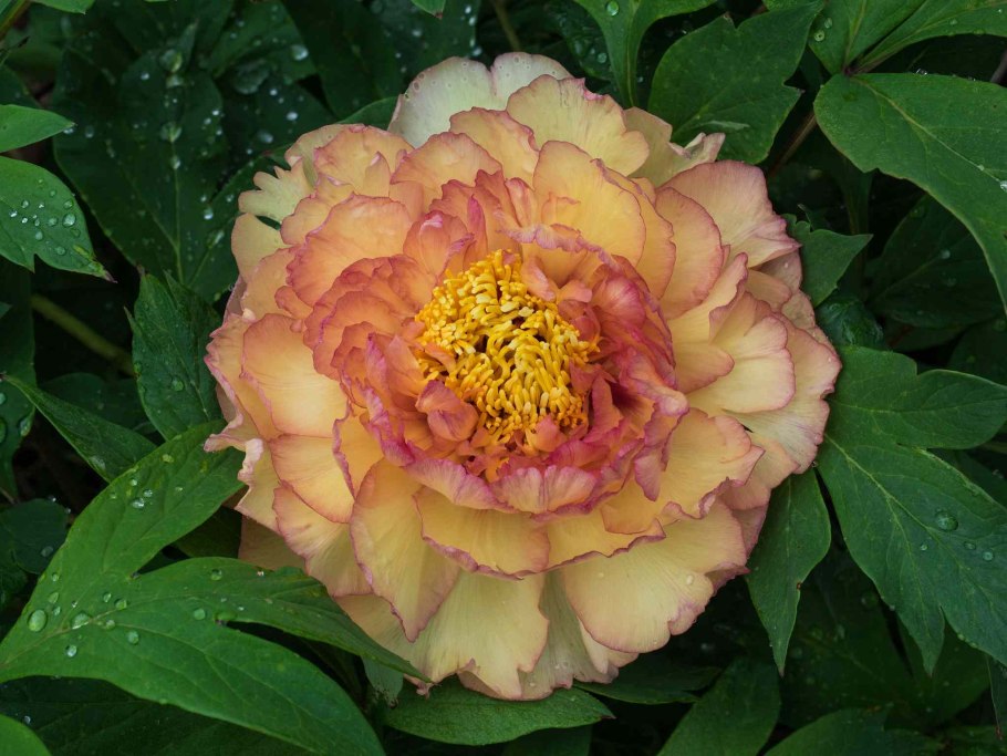 Древовидный пион Бартзелла