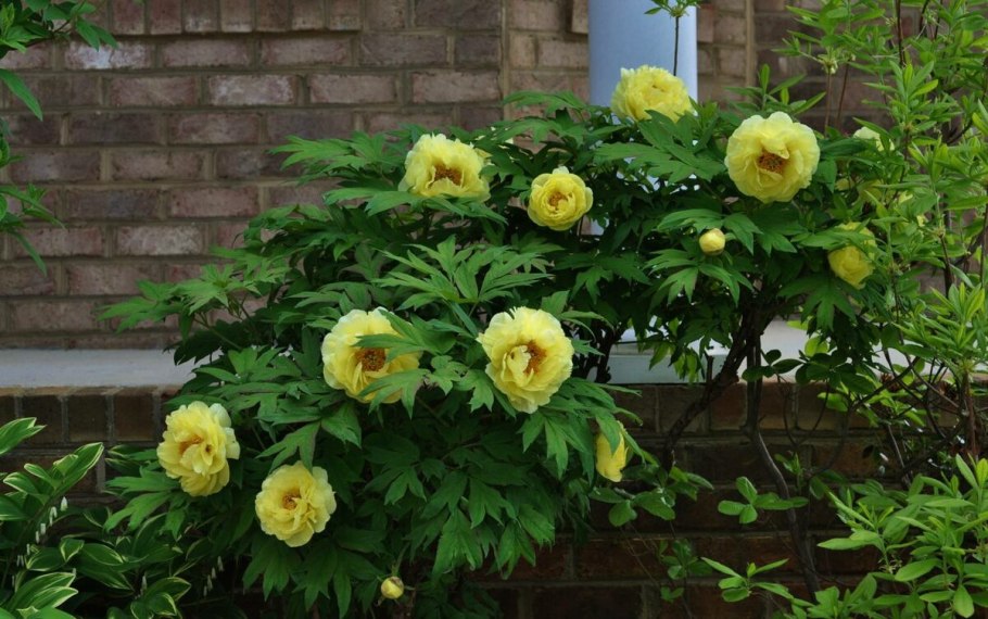 Пион древа Видный Хинко