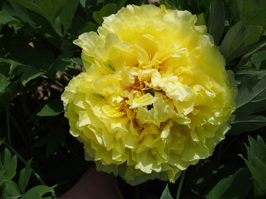 Пион древовидный кинко