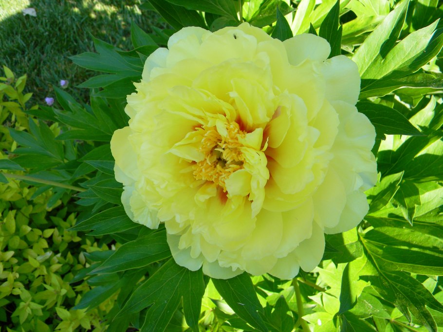 Ni Hong Huan cai пион