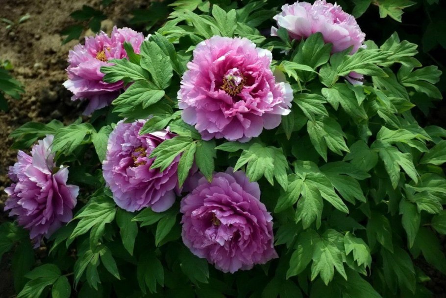 Пион древовидный Яо'с Йеллоу