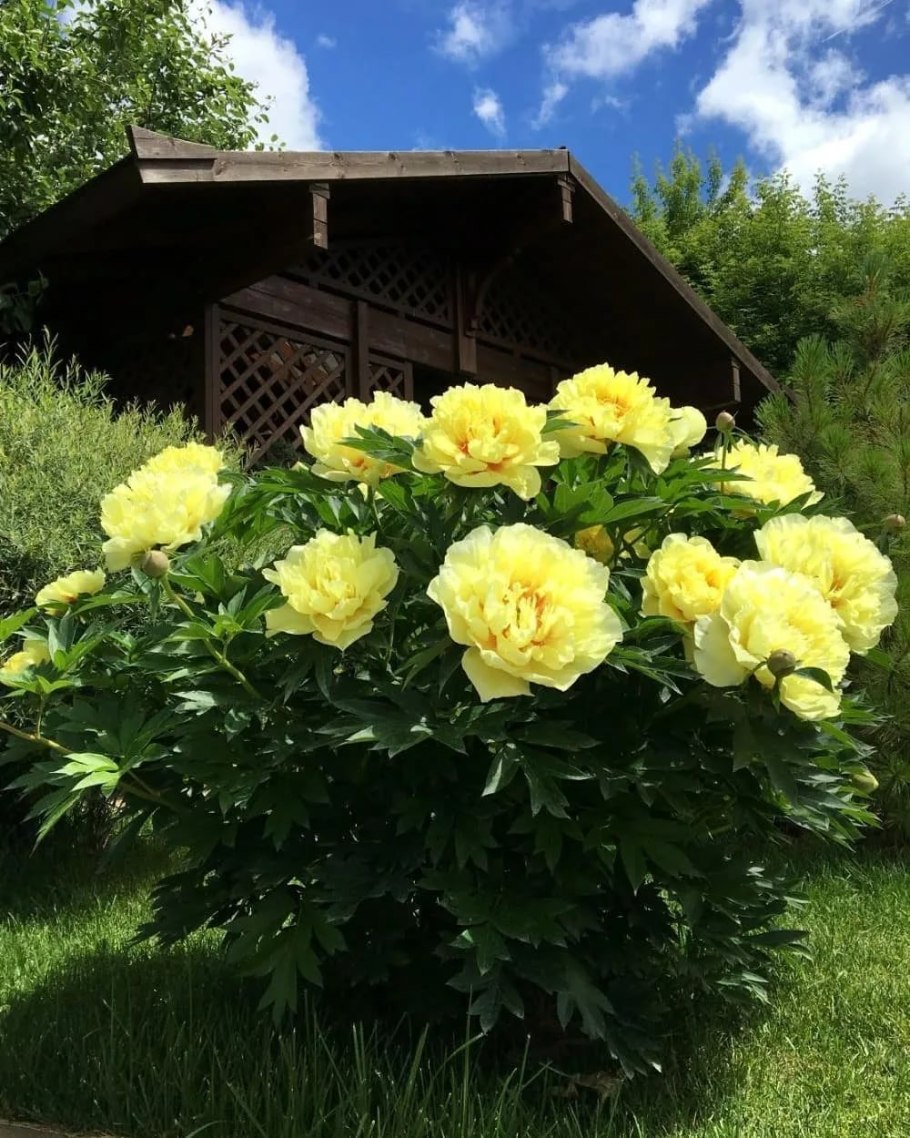 Пион Йеллоу Краун