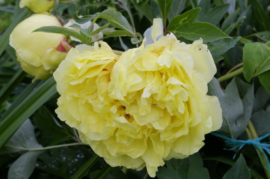 Пион йеллоу краун